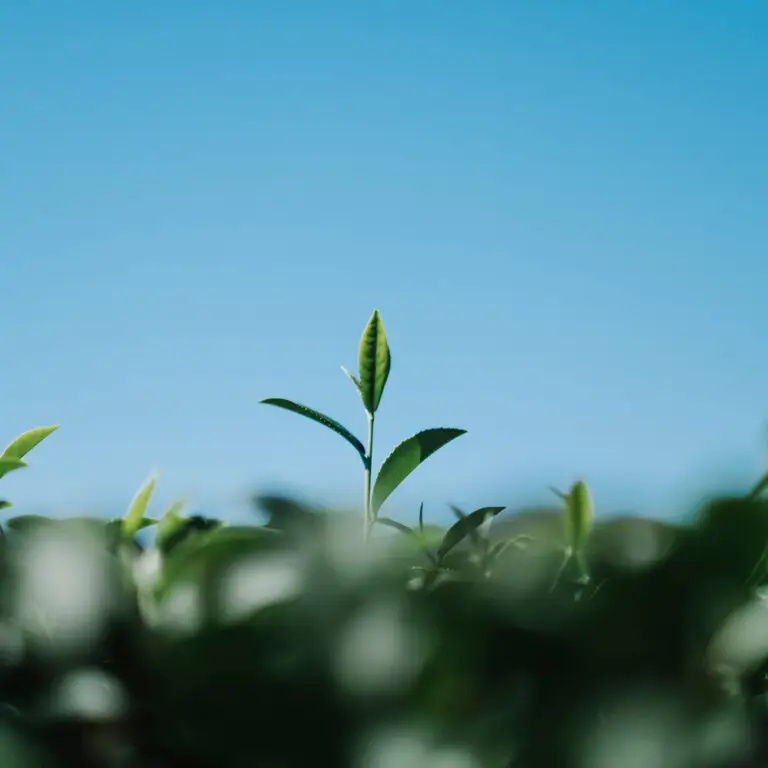 tea-leaf-field